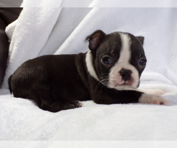 Medium Photo #4 Boston Terrier Puppy For Sale in MONROE, NH, USA