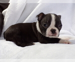 Small #3 Boston Terrier