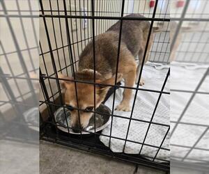 Carolina Dog-Unknown Mix Dogs for adoption in Texas City, TX, USA