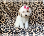 Small #2 Goldendoodle (Miniature)