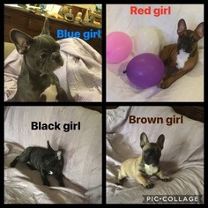 French Bulldog Puppy for sale in INMAN, SC, USA