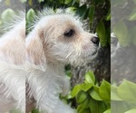 Image preview for Ad Listing. Nickname: Chi