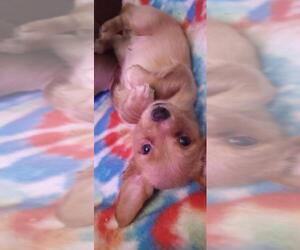 Chiweenie Puppy for sale in SOUTH MILWAUKEE, WI, USA