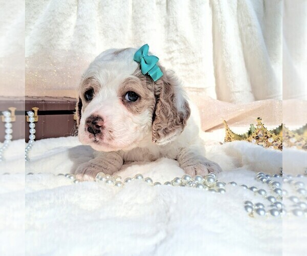 Medium Photo #68 Goldendoodle (Miniature) Puppy For Sale in GASTONIA, NC, USA