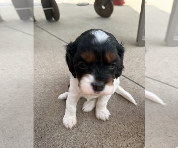 Medium Photo #2 Cavapoo (Miniature) Puppy For Sale in SAINT FRANCIS, MN, USA