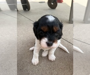 Medium Cavapoo (Miniature)