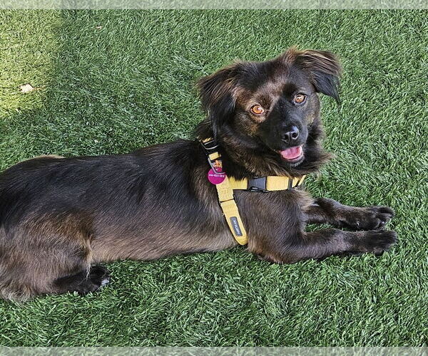 Medium Photo #1 Dachshund-Spaniel Mix Puppy For Sale in Agoura Hills, CA, USA