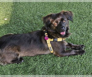 Medium Dachshund-Spaniel Mix