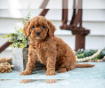 Image preview for Ad Listing. Nickname: Litter of 5