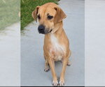 Small #5 American Pit Bull Terrier Mix