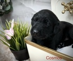 Puppy Cosmos Labrador Retriever