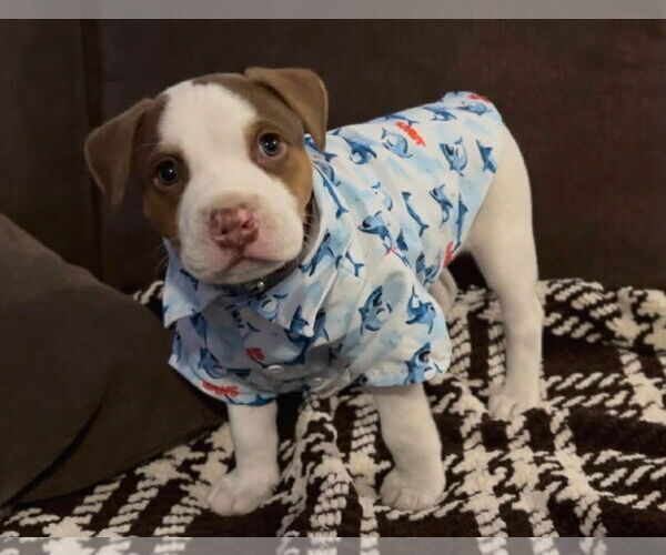 Medium Photo #2 Pointer Puppy For Sale in Menifee, CA, USA