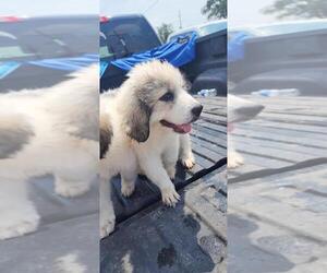 Great Pyrenees Puppy for sale in HUTCHINSON, KS, USA