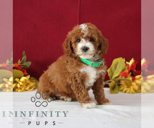 Medium Photo #5 Goldendoodle (Miniature) Puppy For Sale in GORDONVILLE, PA, USA