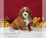 Small #4 Goldendoodle (Miniature)