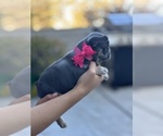Small #4 French Bulldog