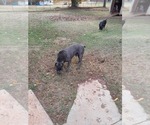 Small Photo #1 Cane Corso Puppy For Sale in SHELBY, NC, USA
