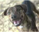 Small #6 Mountain Cur Mix
