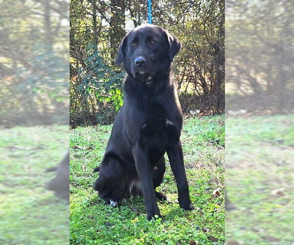 Medium Photo #4 Labrador Retriever-Unknown Mix Puppy For Sale in Wetumpka, AL, USA