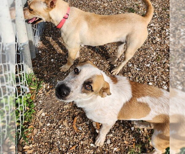 Medium Photo #3 Mutt Puppy For Sale in Rockaway, NJ, USA