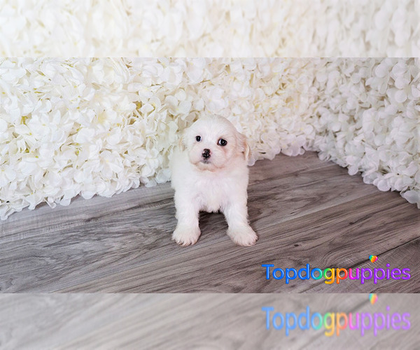 Medium Photo #2 Mal-Shi Puppy For Sale in FULLERTON, CA, USA