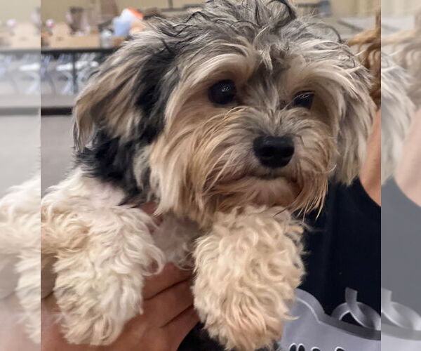 Medium Photo #3 Shih Tzu-Unknown Mix Puppy For Sale in Dana Point, CA, USA