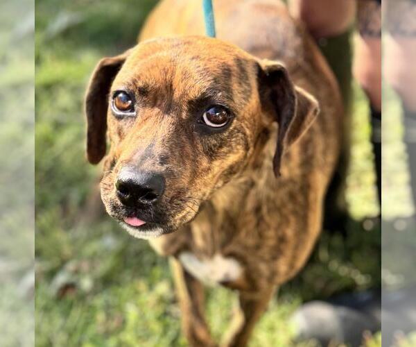 Medium Photo #4 Plott Hound-Unknown Mix Puppy For Sale in Yardley, PA, USA