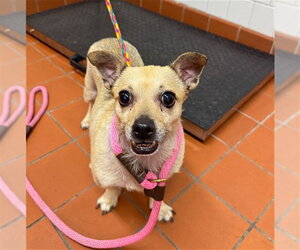 Chihuahua Dogs for adoption in Camarillo, CA, USA