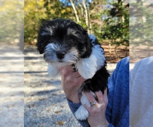 Havanese Puppy for Sale in SEAFORD, Virginia USA