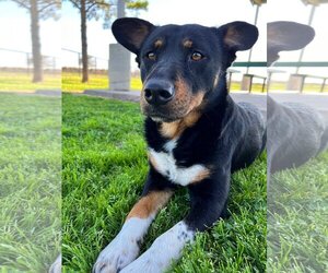 Pembroke Welsh Corgi-Unknown Mix Dogs for adoption in Katy, TX, USA