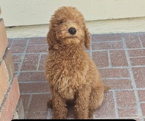 Poodle (Standard) Puppy for sale in WINNETKA, CA, USA