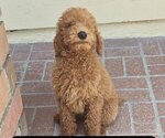 Small Poodle (Standard)