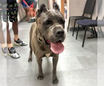 Small Mutt