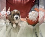 Puppy Lisa Shorkie Tzu