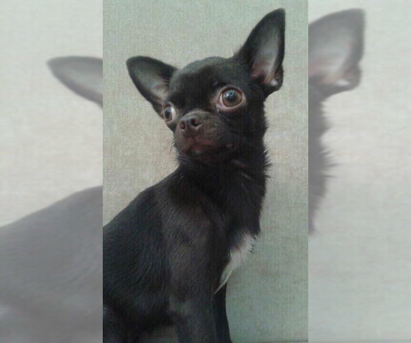 Medium Photo #1 Chihuahua Puppy For Sale in SAINT PETERSBURG, FL, USA