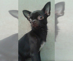 Small Photo #1 Chihuahua Puppy For Sale in SAINT PETERSBURG, FL, USA