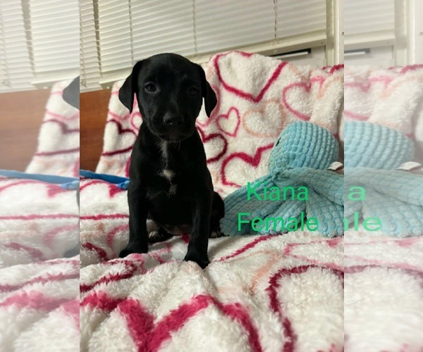 Medium Photo #1 Labrador Retriever-Unknown Mix Puppy For Sale in pomfret, CT, USA