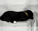 Small #2 Goldendoodle