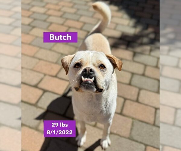 Medium Photo #5 American Bulldog-Labrador Retriever Mix Puppy For Sale in West Hollywood, CA, USA