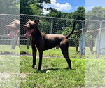 Small #4 American Pit Bull Terrier