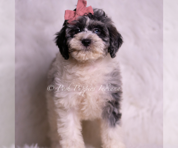 Medium Photo #3 Goldendoodle (Miniature) Puppy For Sale in WARSAW, IN, USA