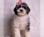 Small #1 Goldendoodle (Miniature)