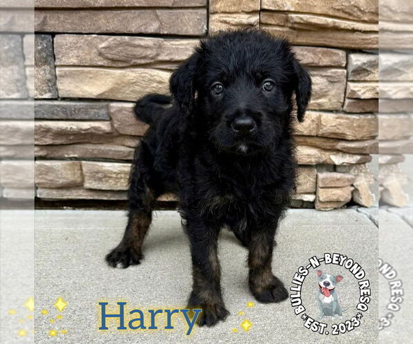 Medium Photo #3 Rottle Puppy For Sale in Omaha, NE, USA