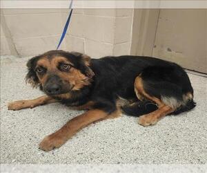 German Shepherd Dog-Unknown Mix Dogs for adoption in Conroe, TX, USA