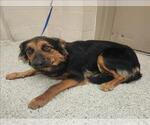 Small German Shepherd Dog Mix