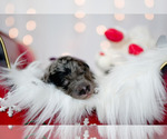 Small Photo #16 Bordoodle Puppy For Sale in STRAFFORD, MO, USA