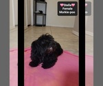 Small #2 Morkie Poo (Toy)