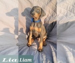 Small Photo #8 Doberman Pinscher Puppy For Sale in POMEROY, OH, USA