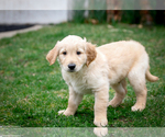 Small Photo #9 Golden Retriever Puppy For Sale in GRAND RAPIDS, MI, USA