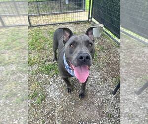 Simba - Male Mutt Dog for Adoption - Photo #3